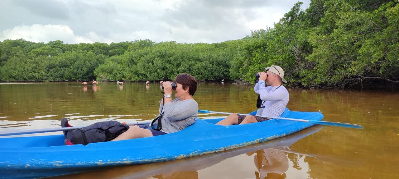 kayak mangrove