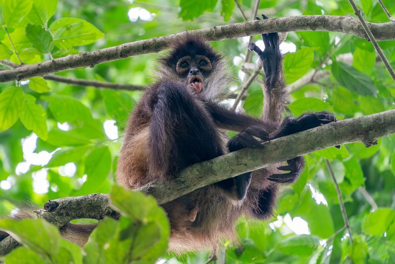 Singe araignée