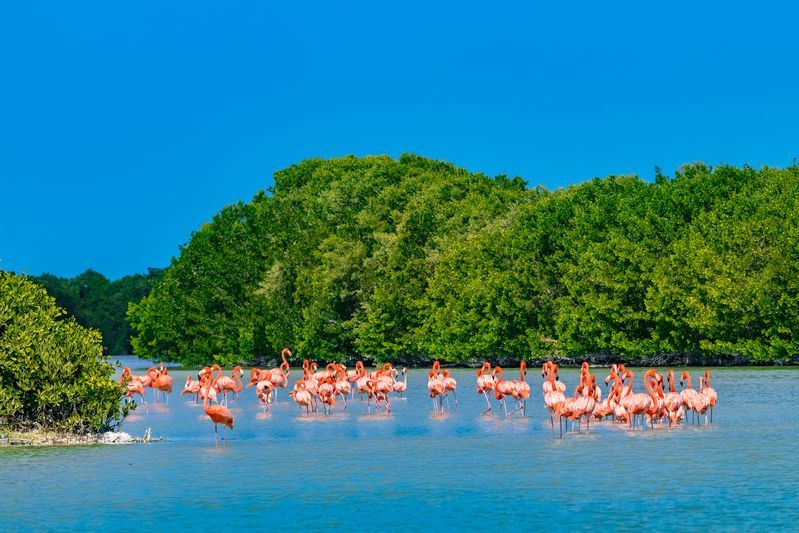 Flamants roses de Celestun