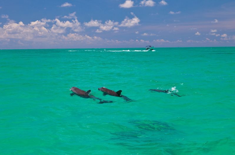 Dauphins dans la réserve de Sian Ka'an