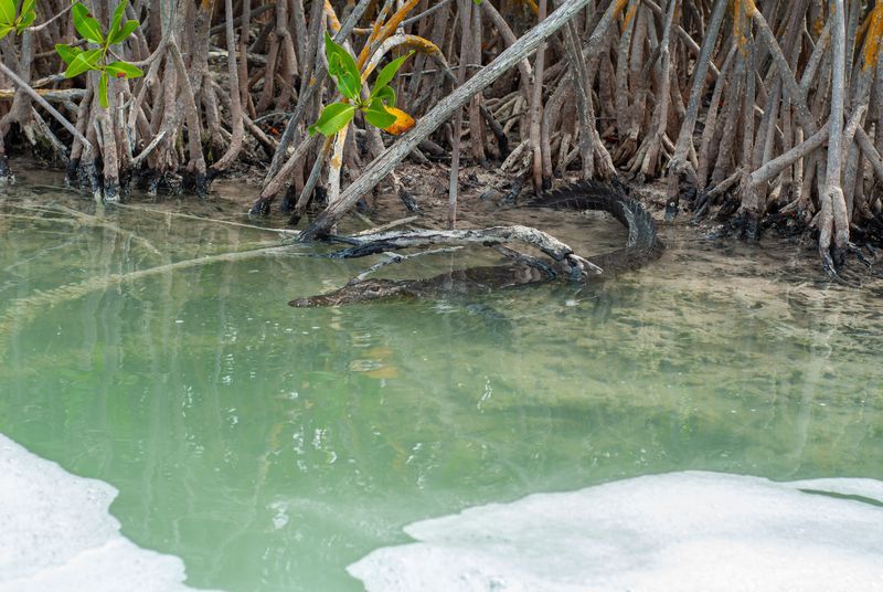 Crocodile dans la réserve de Sian Ka'an