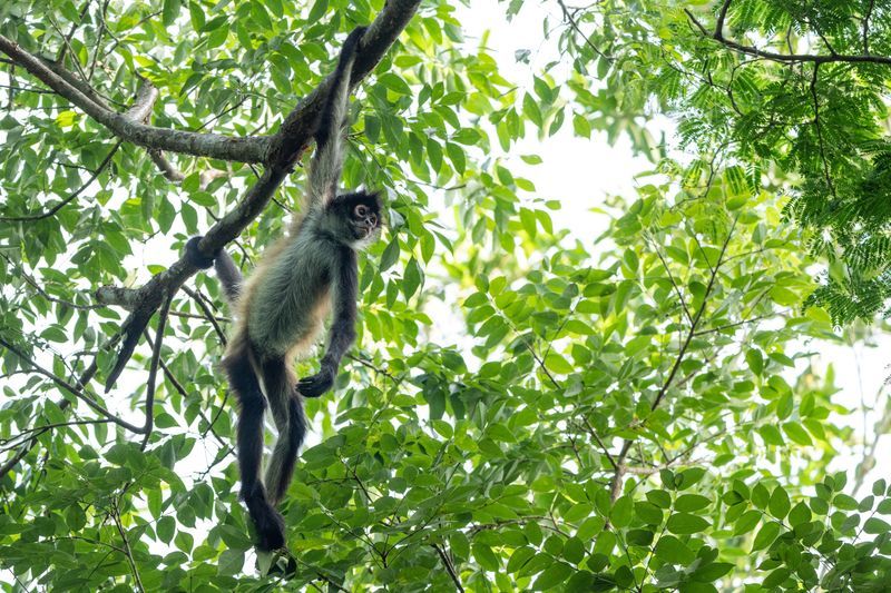 Singe araignée