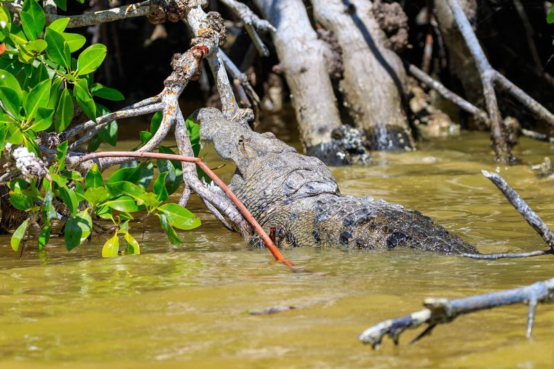 Crocodile de Celestun
