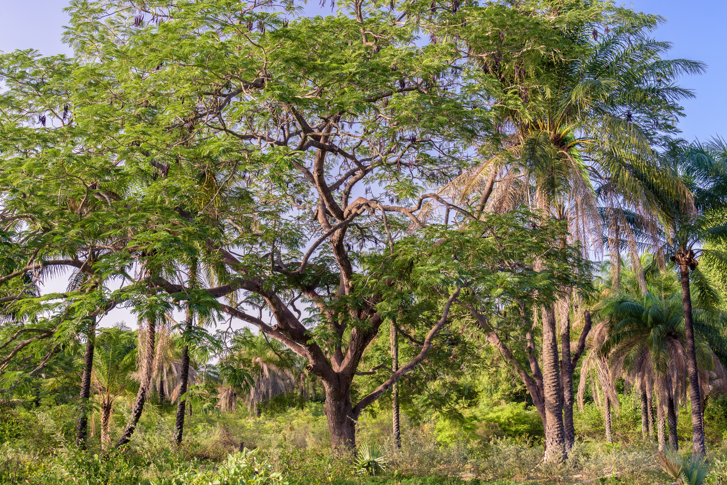 casamance