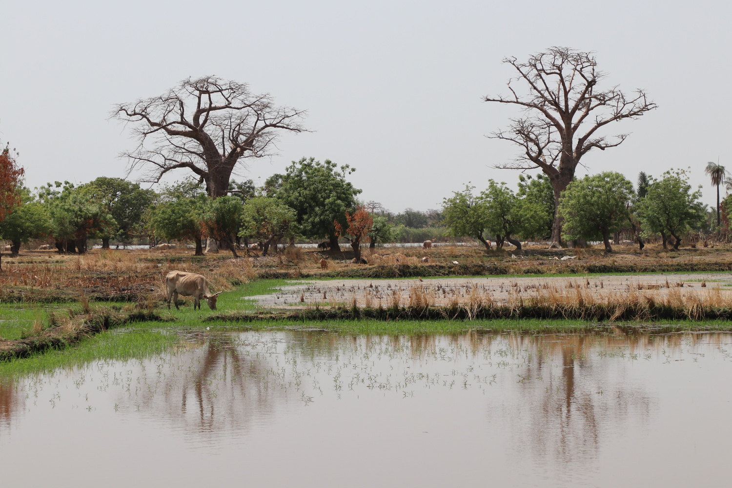 balade casamance sénégal secretoo