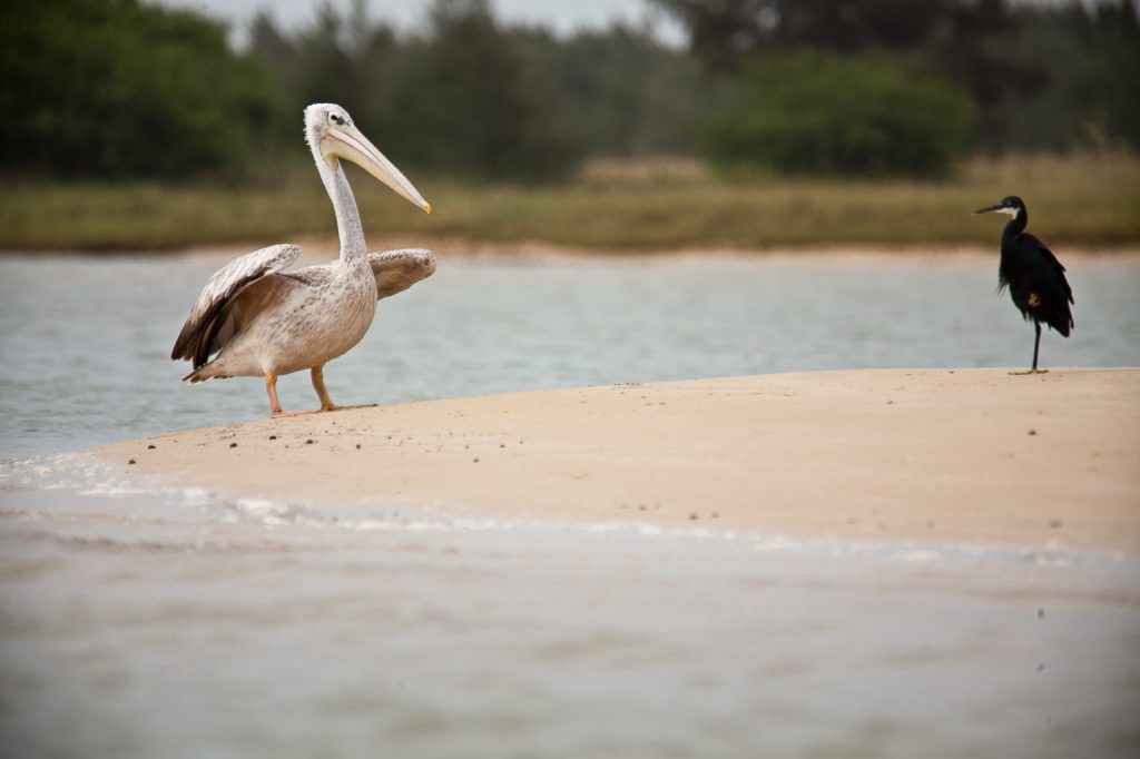 Sénégal : visiter Saint-Louis en 3 jours