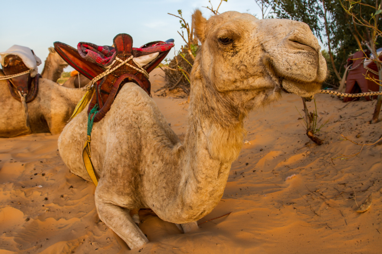 désert de lompoul sénégal