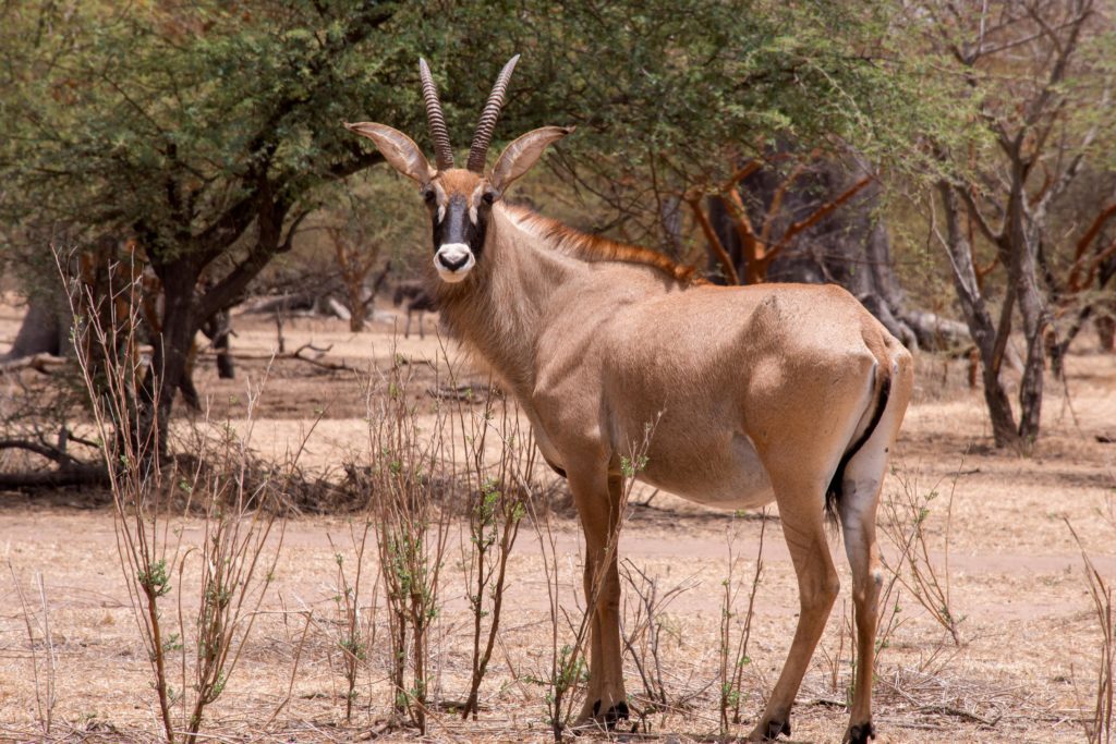 réserve de Bandia sénégal