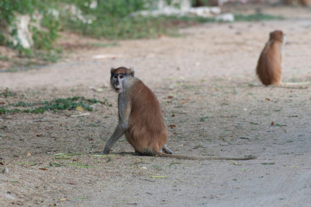 conseil voyage au senegal