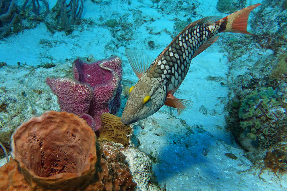 snorkeling puerto morelos