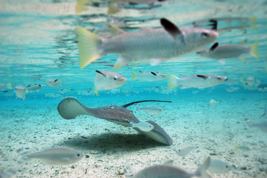 snorkeling isla contoy