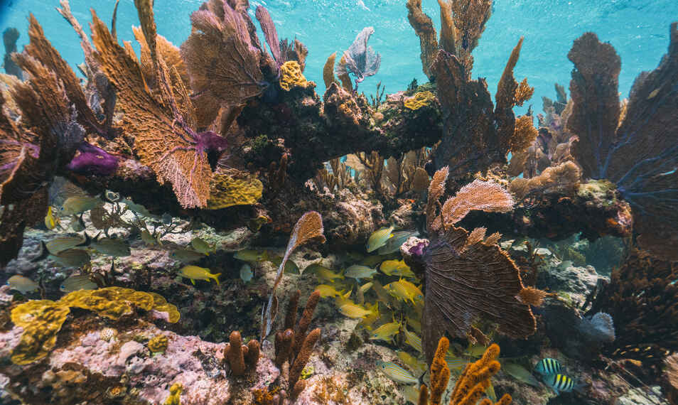 snorkeling puerto morelos