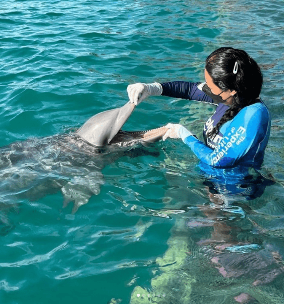 nager avec les dauphins playa del carmen