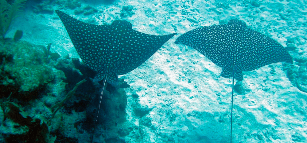 snorkeling puerto morelos