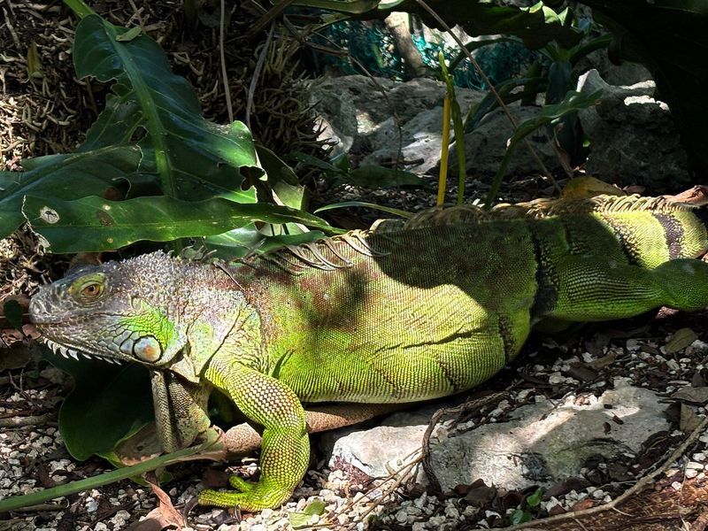 Iguan au cenote Cristallino
