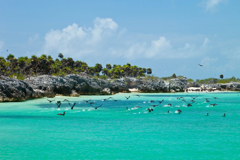 Visite Playa del carmen : Isla contoy