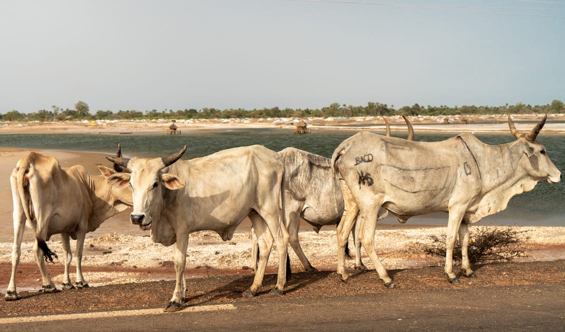 Quoi voir et quoi faire au Siné Saloum au Sénégal