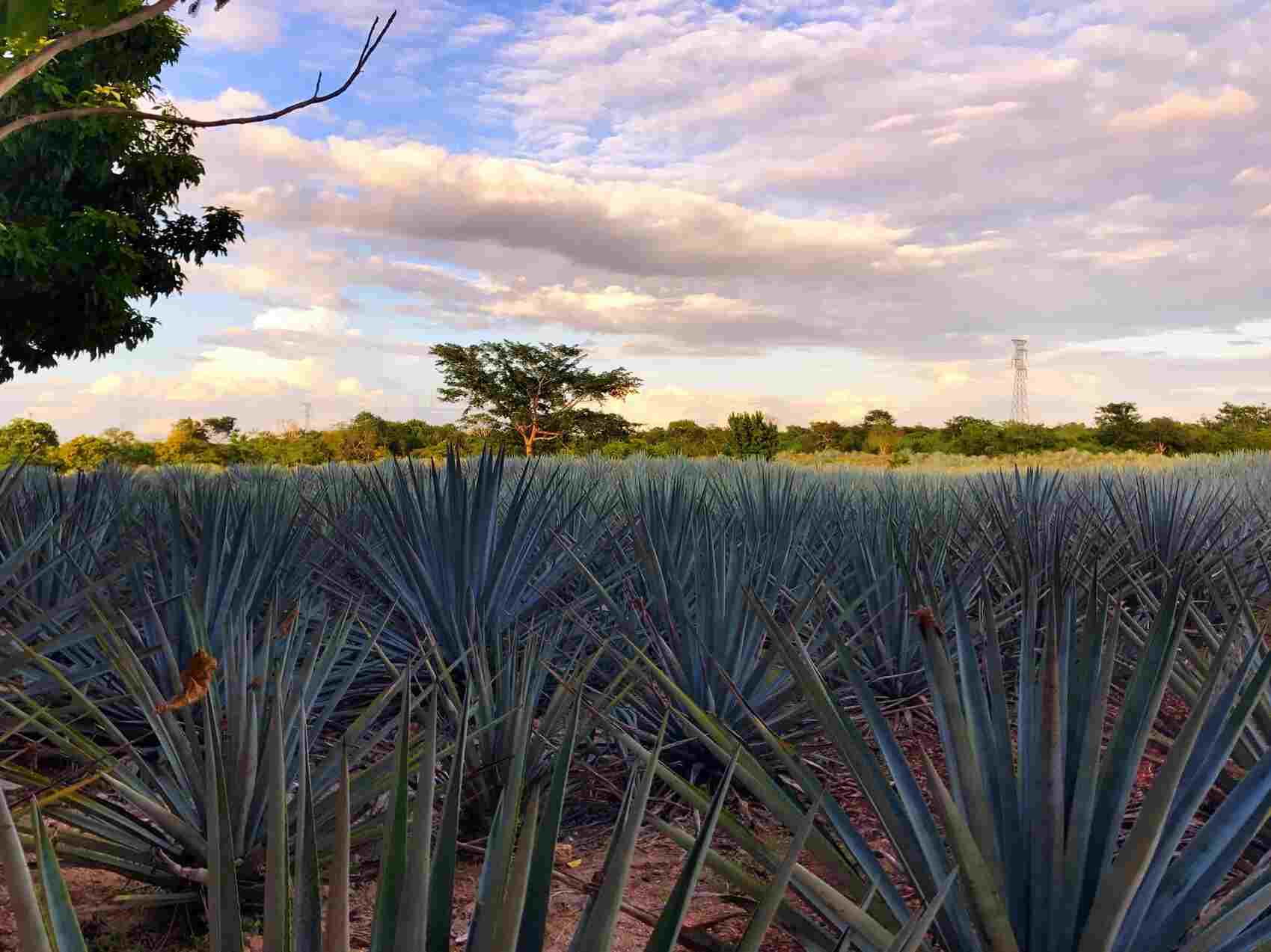 distillerie mayapan