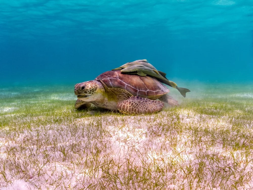 Tortue juvénile 