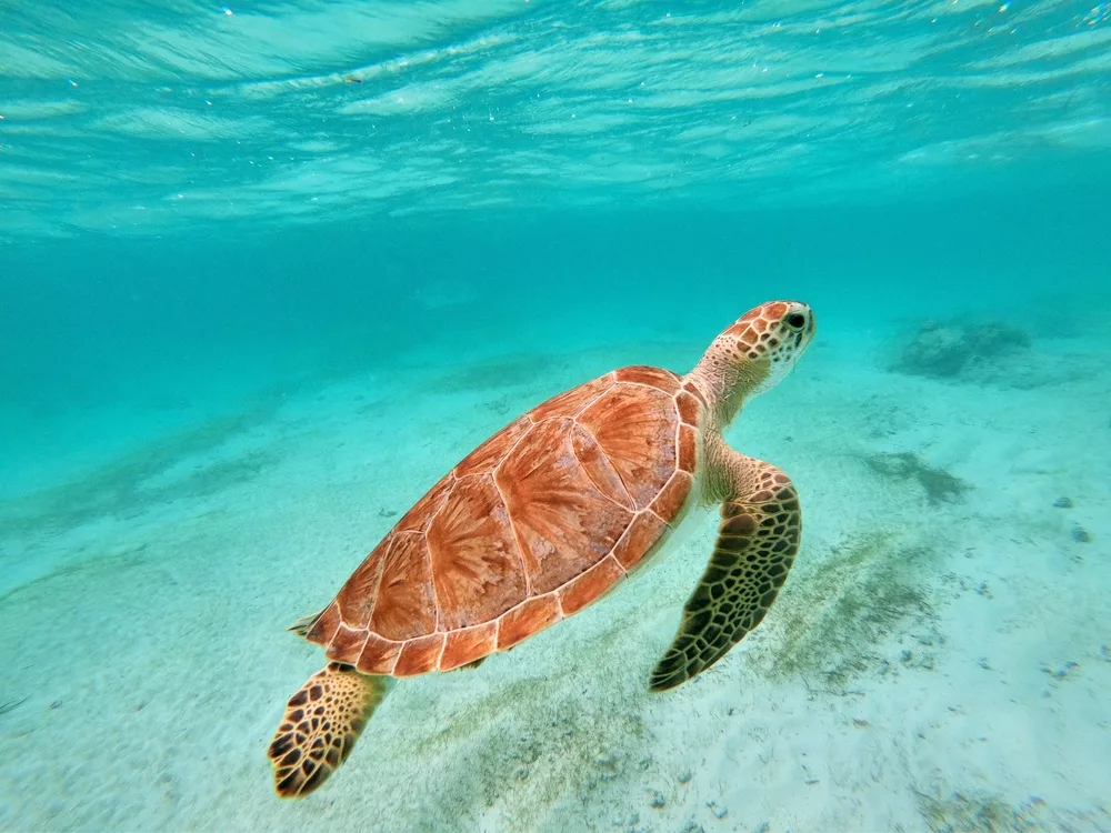 Snorkeling