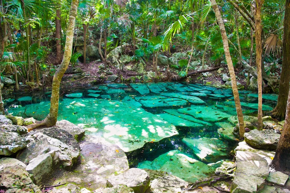 Végétation Cenote Azul