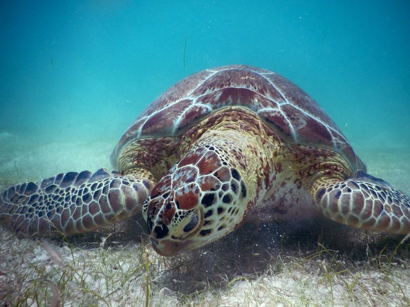 Tortues juvéniles à Akumal