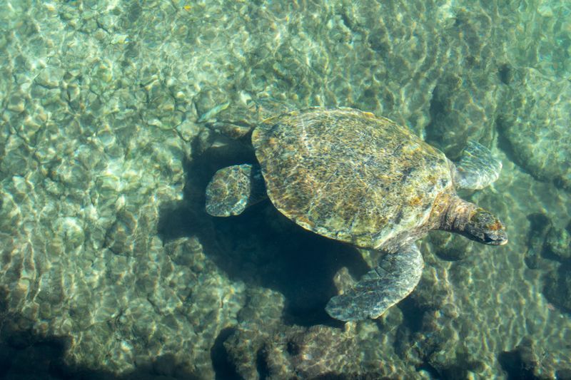 Snorkeling avec les tortues à Tulum