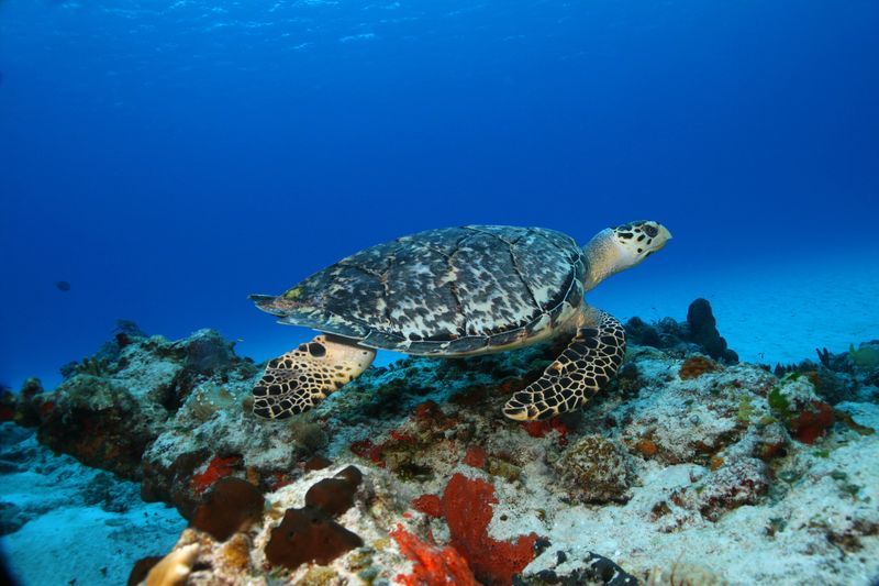 Plongée avec les tortues au large de Cozumel