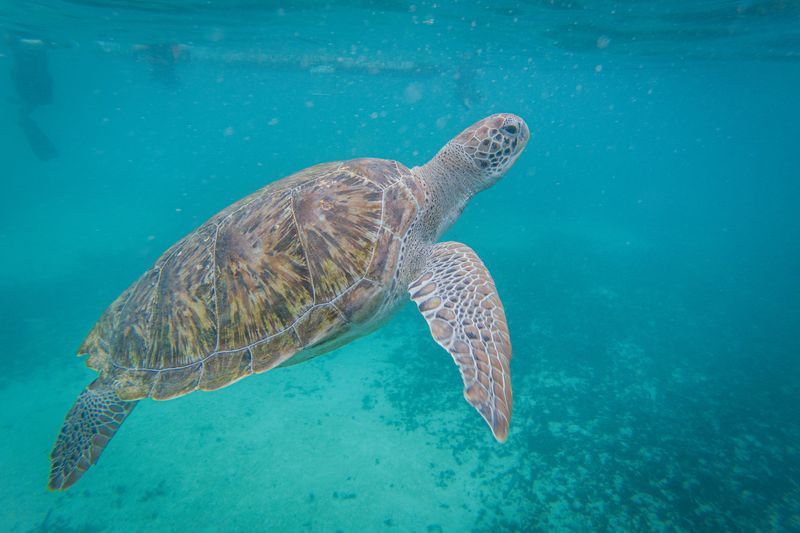Snorkeling avec les tortues à Tulum