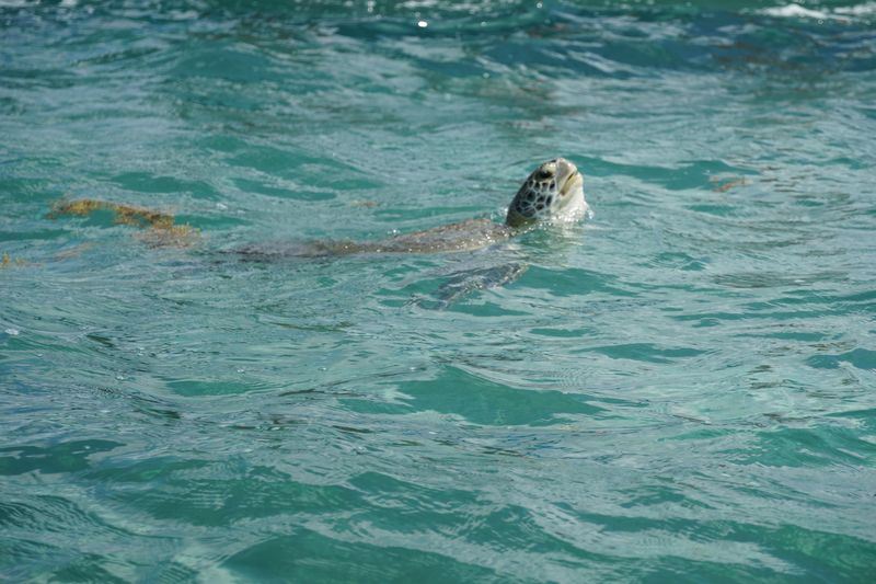 Tortue de Sian Ka'an