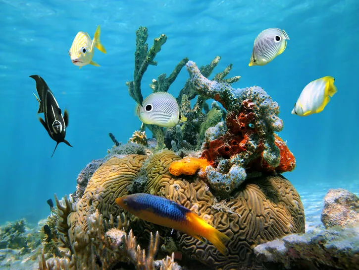 Riviera Maya au Mexique : quelle île choisir ? 