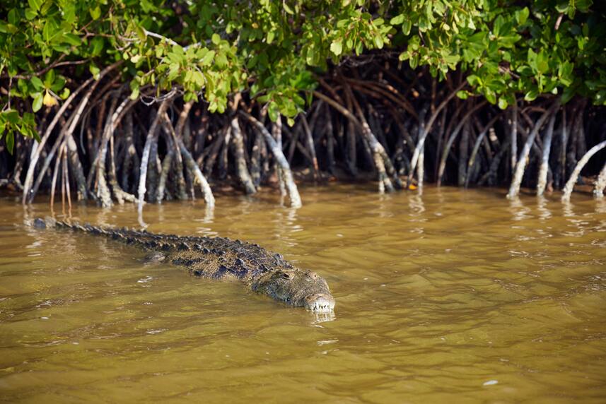 7 endroits où voir les crocodiles au Mexique