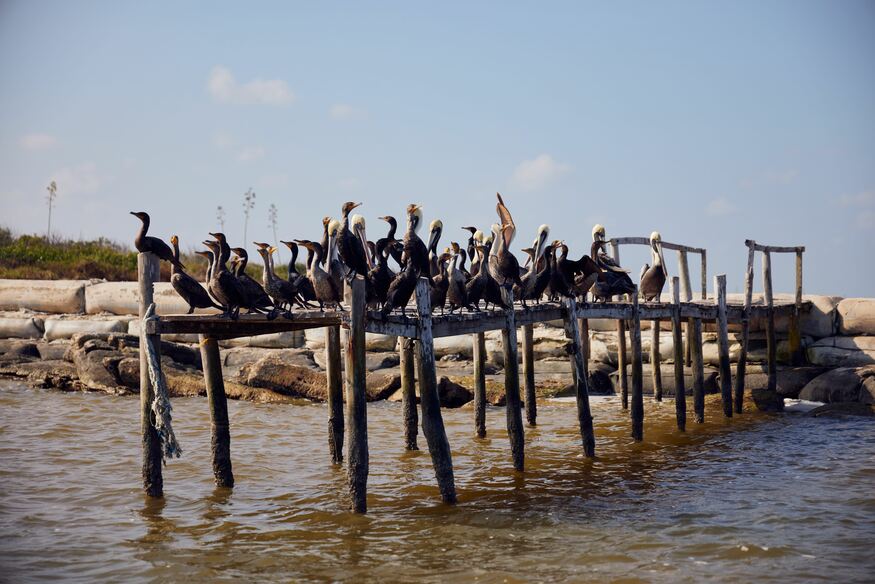 rio lagartos pelican