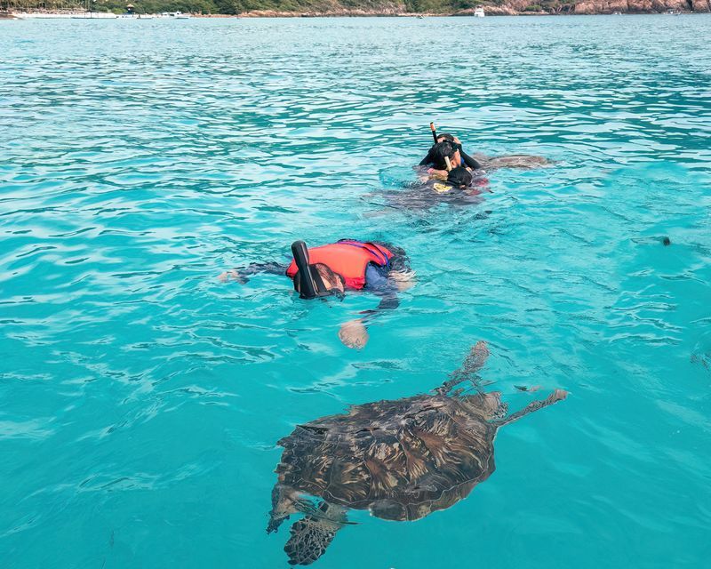 Plongée avec les tortues au large de Cozumel