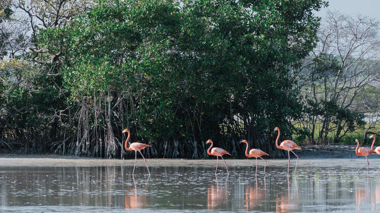 flamants roses mexique