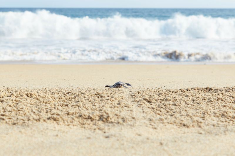 Relâchement des tortues