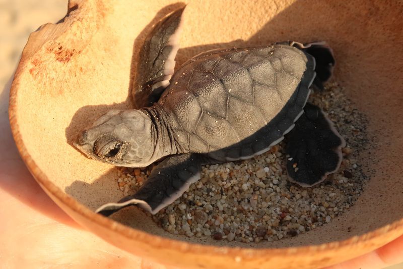 Bébé tortue à Puerto Esondido