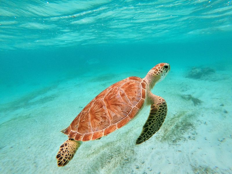 Snorkeling avec les tortues à Akumal