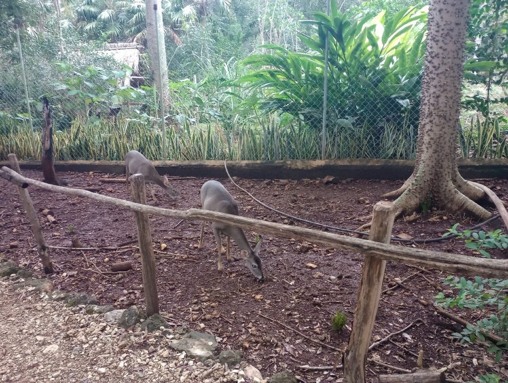 Visiter Choco Story : le musée du Cacao d’Uxmal au Mexique