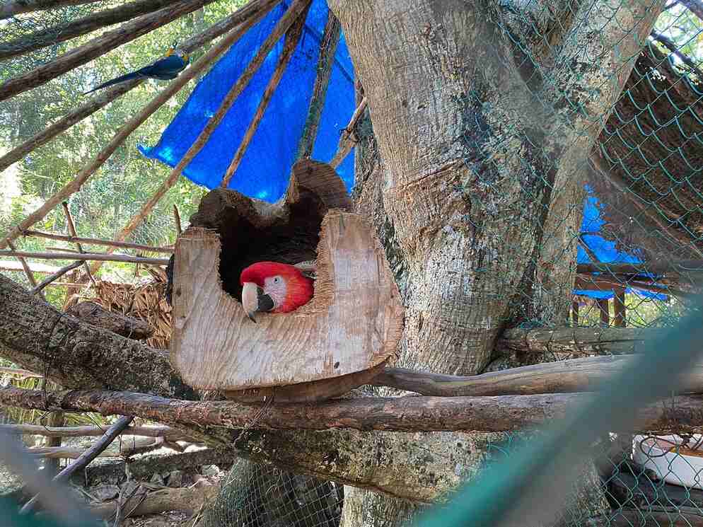 Akumal Natura Rescue