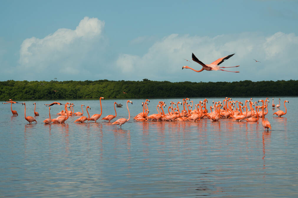 Celestun flamant rose