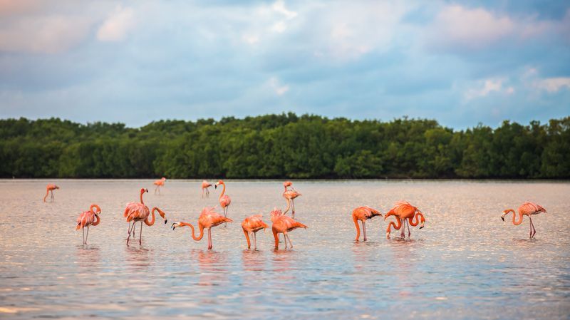 Flamants roses à Rio Lagartos