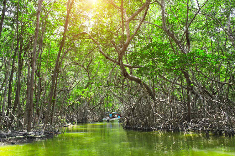 mangrove celestun
