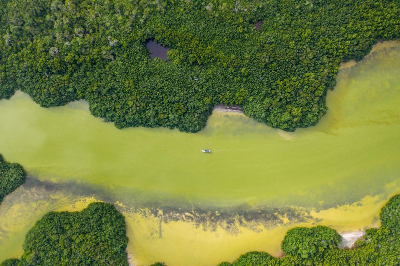 Mangrove de Rio Lagartos