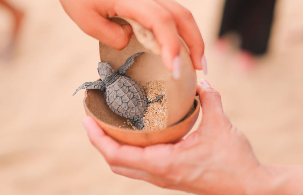 tortues puerto escondido