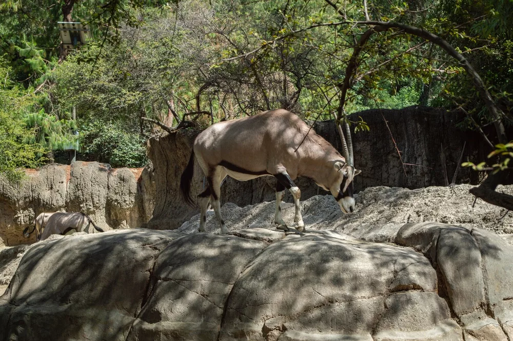Zoo de Chapultepec