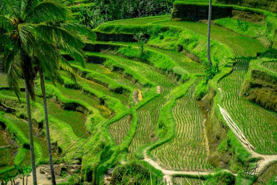 rizières de Tegallalang