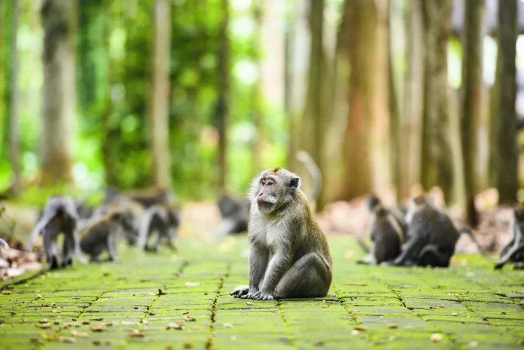 Singe à Bali