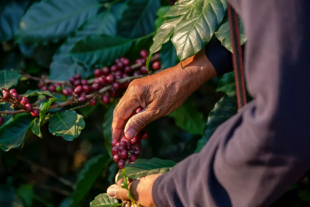 Plantation de café proche d'Ubud