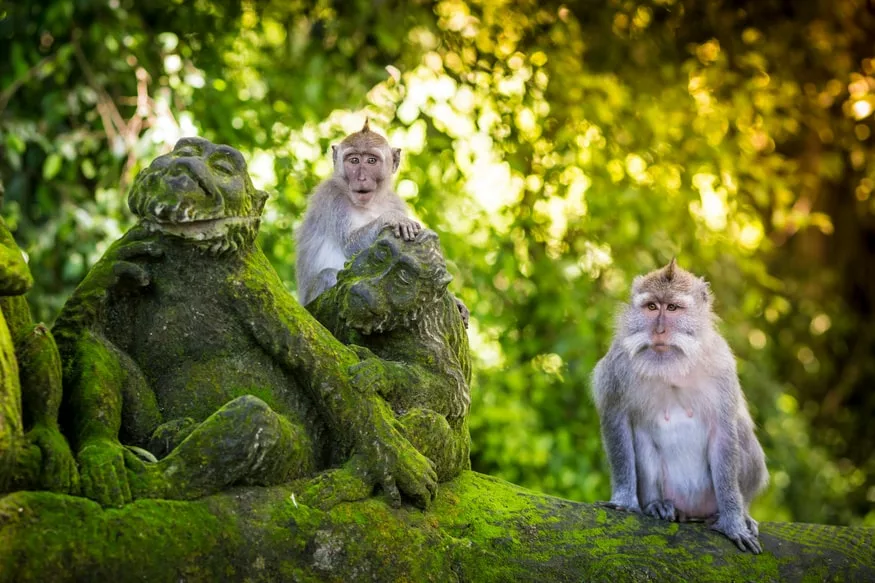 Visiter Ubud à Bali – Que faire ? Quoi voir ? en 2025 - Sanctuaire de la forêt des singes